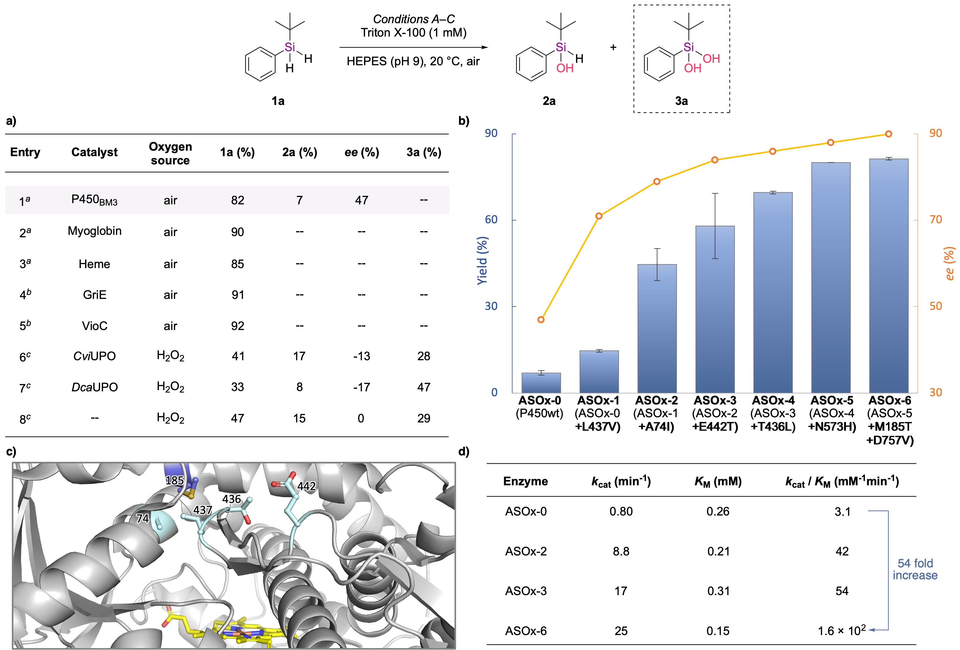 20250407-Angew. Chem.&nbsp;-刘臻-2. 关键酶的筛选与蛋白质定向进化.jpg