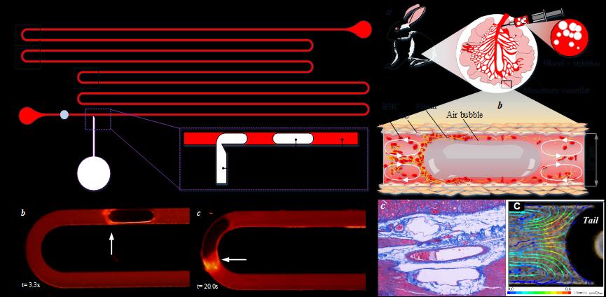 机械工程系李永健课题组揭示血管内气栓发生的关键机制-清华新闻网.png 机械工程系李永健课题组揭示血管内气栓发生的关键机制-清华新闻网.png