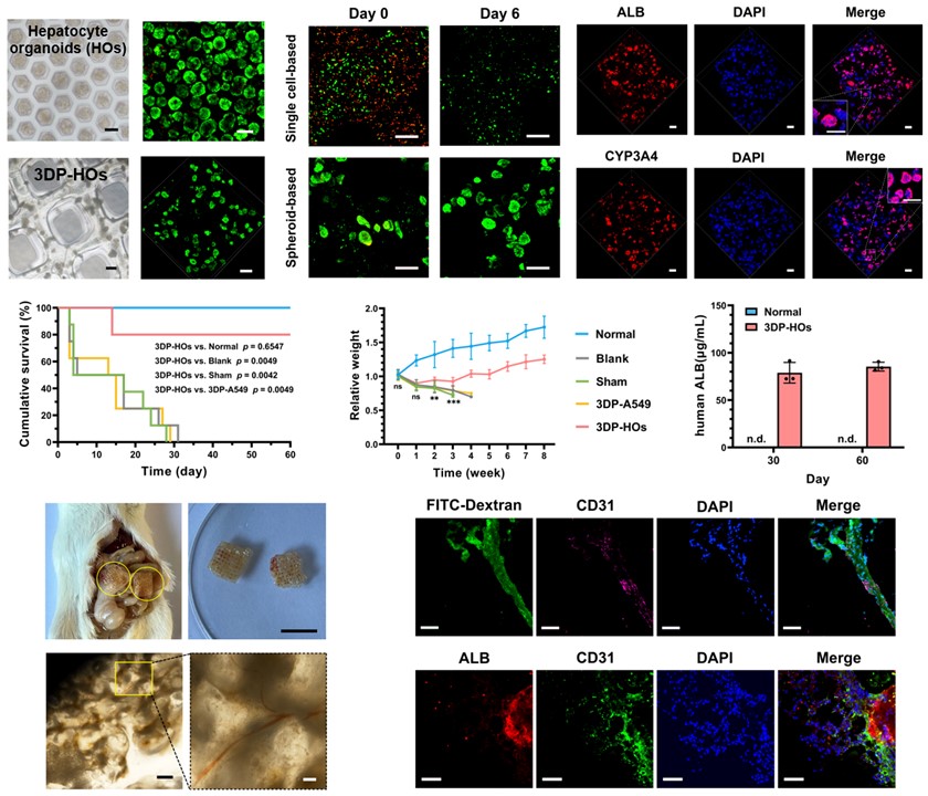 20250307-清华大学机械系孙伟、庞媛课题组与北京大学昌平实验室邓宏魁团队合作研发3D打印肝类器官用于肝衰竭治疗研究-机械系-图2：基于细胞团簇打印策略构建的肝组织模型（3DP-HOs）显示出良好的生物活性和肝功能表达，肝衰竭小鼠移植治疗效果显著，在长期体内移植中与宿主形成血管连接.jpg