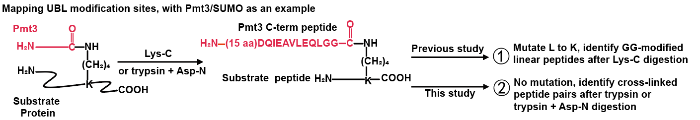 20250609-MCP -董梦秋-1. 类泛素修饰位点的鉴定流程.png