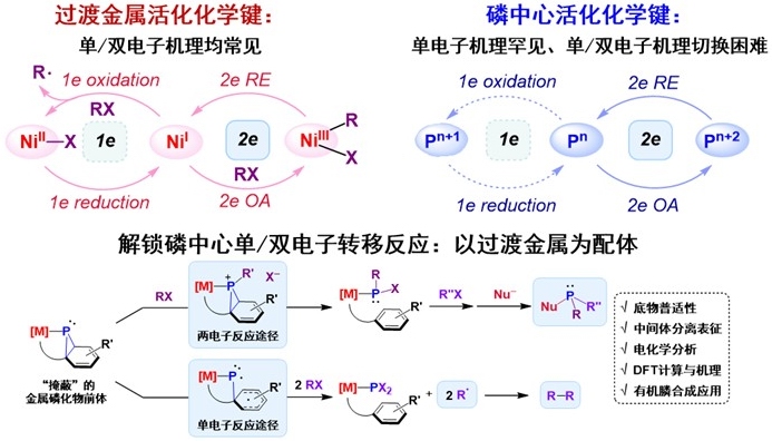 20251106-化学系张韶光研究组发展了磷中心活化碳–卤键的单电子与双电子反应途径-化学系-1.jpg