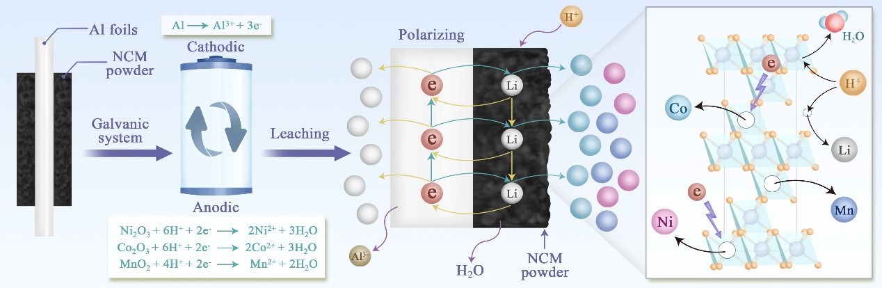 20250311-环境学院李金惠教授团队研发低熵增技术助力锂电池高效回收-余嘉栋-图1. 废锂电池原位自组装构建的原电池浸出体系.jpg