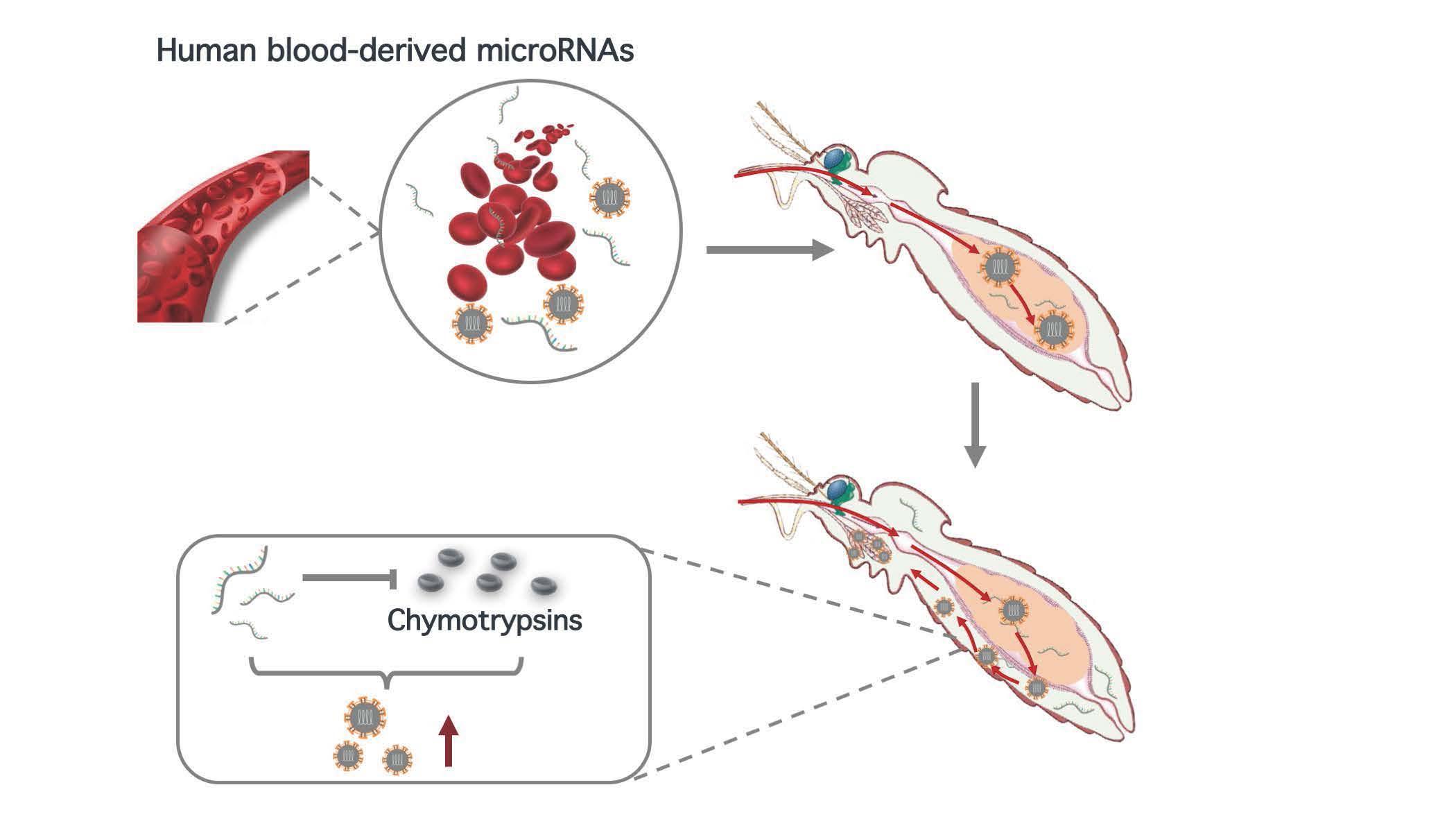 2021-12-14-科研成果-清华大学医学院程功实验室-Cell Reports.jpg