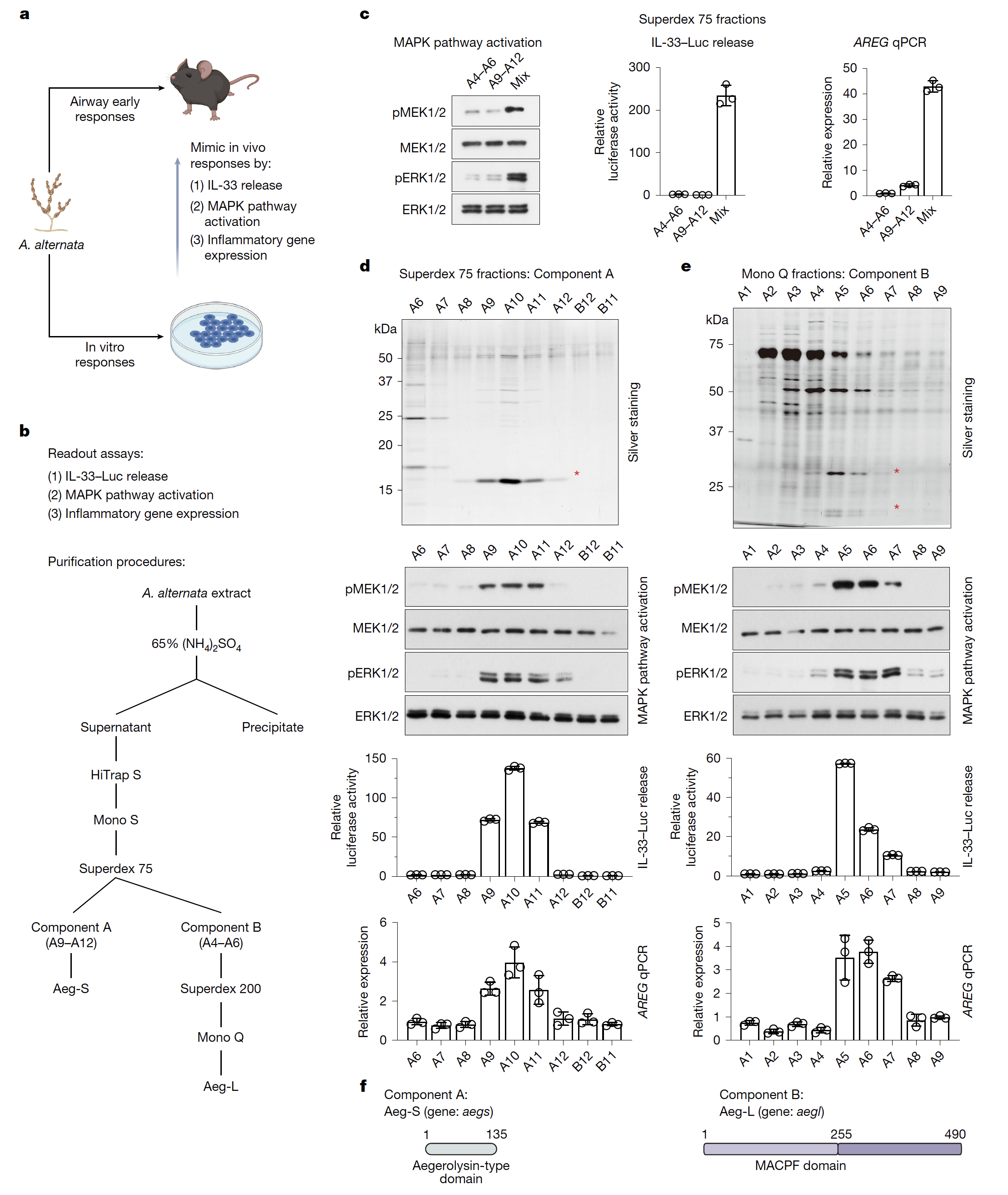 20250731-Nature -徐墨-1. Aeg-S 与 Aeg-L 是链格孢菌（A. alternata）的核心免疫激活成分的鉴定.png