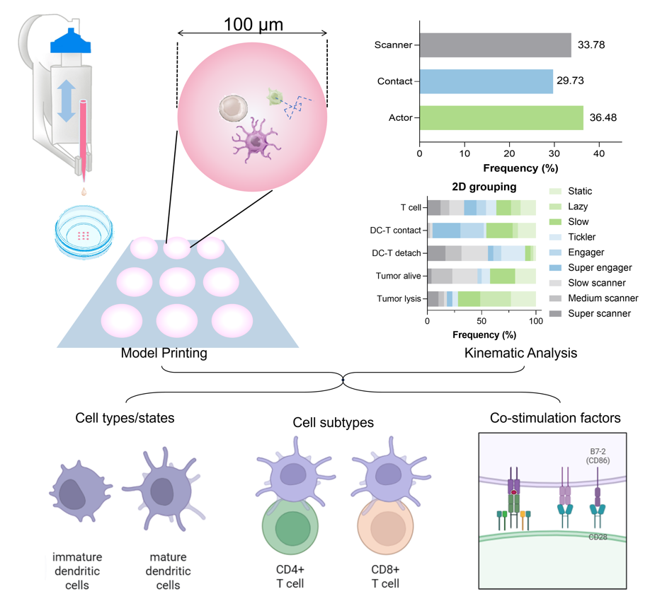 20260206-清华大学机械系孙伟、庞媛课题组与中国医学科学院肿瘤医院张开泰、张文团队合作开发单细胞尺度肿瘤-免疫细胞共培养模型用于细胞相互作用研究-机械系-基于交变滞惯力驱动微滴喷射的单细胞打印重构类肿瘤适应性免疫作用研究.png
